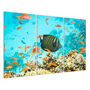 Slika - ribe u akvariju (120x80cm) (V026105V120803PCS)