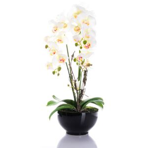 Orhideja RU5246