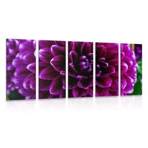 5-dielny obraz purpurovo-fialový kvet
