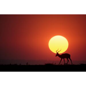 Umjetnička fotografija An African Sunset, Renee Doyle
