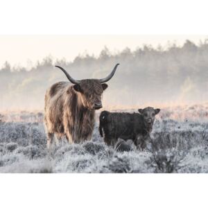 Umjetnička fotografija Highlander and Calf, Jaap van den