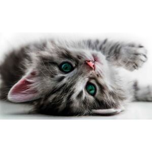 Cat Kitten Fototapeta, (104 x 70.5 cm)