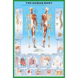The human body Poster, (61 x 91,5 cm)