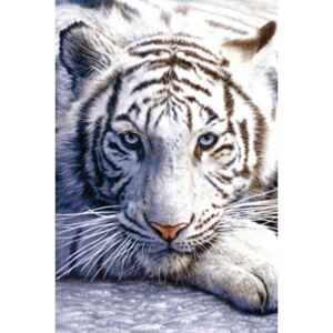 White tiger Poster, (61 x 91,5 cm)
