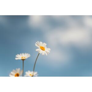 Umjetnička fotografija Flowers with a background sky, Javier Pardina