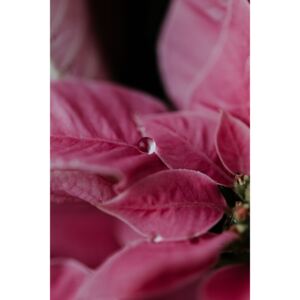 Umjetnička fotografija Macro pink flowers, Javier Pardina