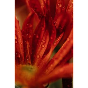 Umjetnička fotografija Detail of red flowers 2, Javier Pardina