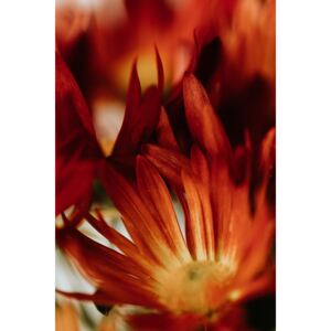 Umjetnička fotografija Macro red flowers, Javier Pardina