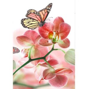 Flis foto tapeta Leptiri i orhideje MS20146 | 150x250 cm