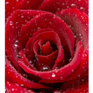 Flis foto tapeta Crvena ruža MS30138 | 225x250 cm