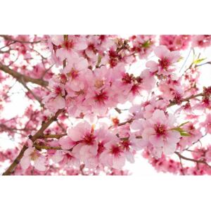 Flis foto tapeta Cvijet jabuke| MS-5-0108 | 375x250 cm