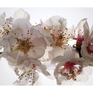 Foto zavjesa Cvijeće FCSXL-4809, 180 x 160 cm