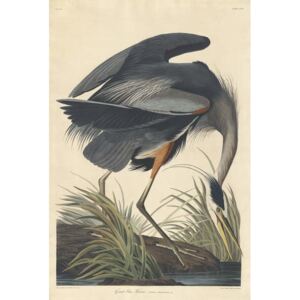 John James (after) Audubon - Great blue Heron, 1834 Reprodukcija umjetnosti