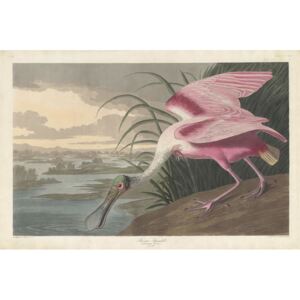 John James (after) Audubon - Roseate Spoonbill, 1836 Reprodukcija umjetnosti