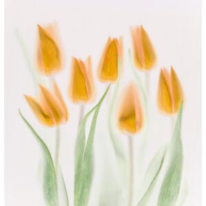 Umjetnička fotografija Golden Tulips, Brian Haslam