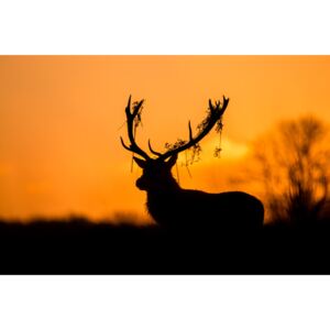 Umjetnička fotografija Red Deer Stag Silhouette, Stuart Harling
