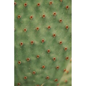 Umjetnička fotografija Cactus texture, Javier Pardina