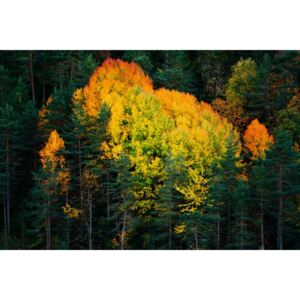 Umjetnička fotografija Fall colors trees, Javier Pardina