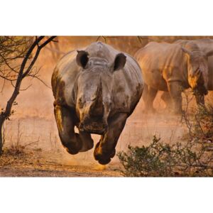 Umjetnička fotografija Rhino learning to fly, Justus Vermaak