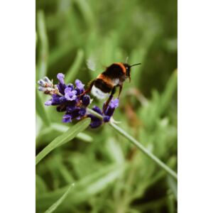 Umjetnička fotografija Bee buzzing, Maurits Bausenhart