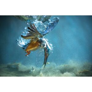 Umjetnička fotografija The Kingfisher, Petar Sabol