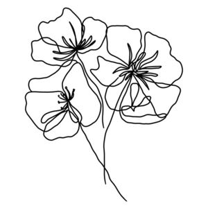 Ilustracija Black poppy, Veronika Boulová