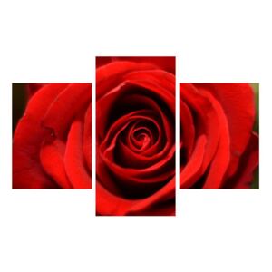 Detajlna slika cvijeta ruže (90x60 cm)