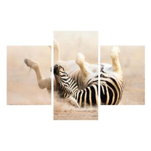 Slika ležeće zebre (90x60 cm)