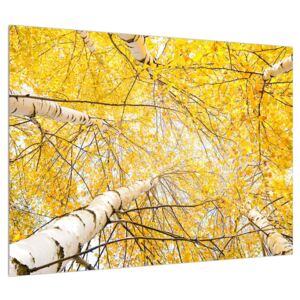 Slika breze (70x50 cm)