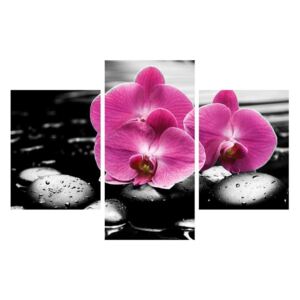 Slika cvijetova orhideje (90x60 cm)