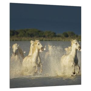 Slika bijelih konja (30x30 cm)