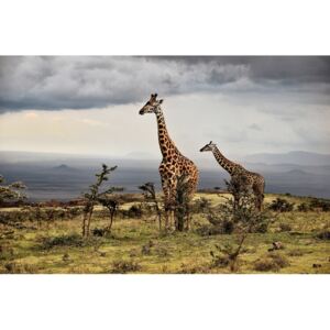 Umjetnička fotografija Giraffe, Giuseppe DAmico