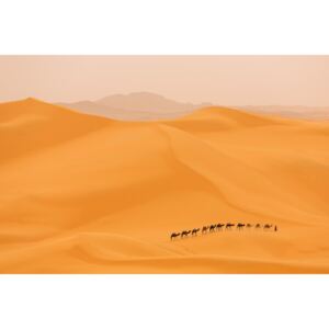 Umjetnička fotografija Camels caravan in Sahara, Dan Mirica