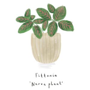Ilustracija Nerve plant, Laura Irwin
