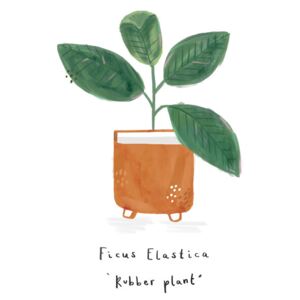Ilustracija Rubber Plant, Laura Irwin