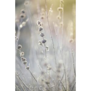 Umjetnička fotografija Dry plants at winter, Javier Pardina
