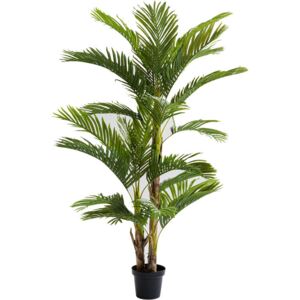 Ukrasna Biljka Palm Tree