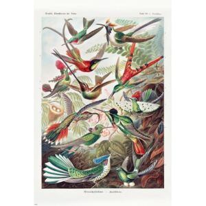 Poster Ernst Haeckel - Kolibris, (61 x 91.5 cm)
