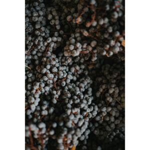 Umjetnička fotografija Dry fruits from nature, Javier Pardina