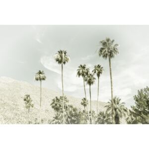 Umjetnička fotografija Palm Trees in the desert | Vintage, Melanie Viola