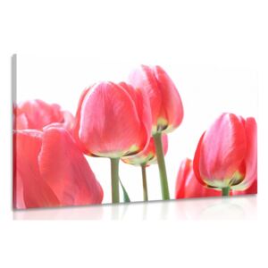 Obraz červené poľné tulipány