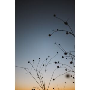 Umjetnička fotografija Plants with sunset sky, Javier Pardina