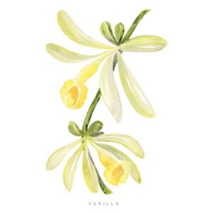 Ilustracija Watercolor vanilla orchid illustration, Blursbyai