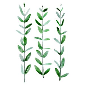Ilustracija Watercolor eucalyptus parvifolia, Blursbyai