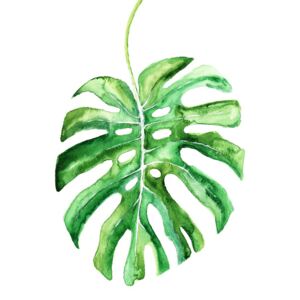 Ilustracija Watercolor monstera leaf, Blursbyai