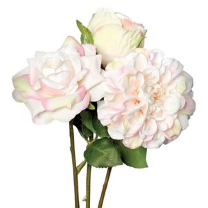 Ruža Dahlien više vrsta 35cm