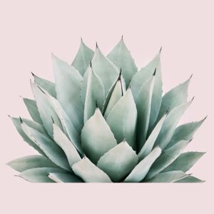 Umjetnička fotografija Blushing succulent, Sisi & Seb
