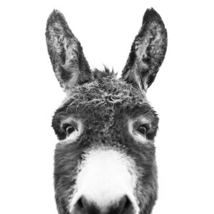 Umjetnička fotografija Hello donkey, Sisi & Seb