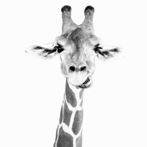 Umjetnička fotografija Happy giraffe, Sisi & Seb