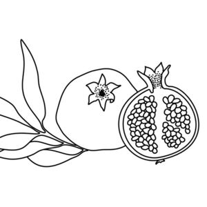 Ilustracija Pomegranate line art, Blursbyai